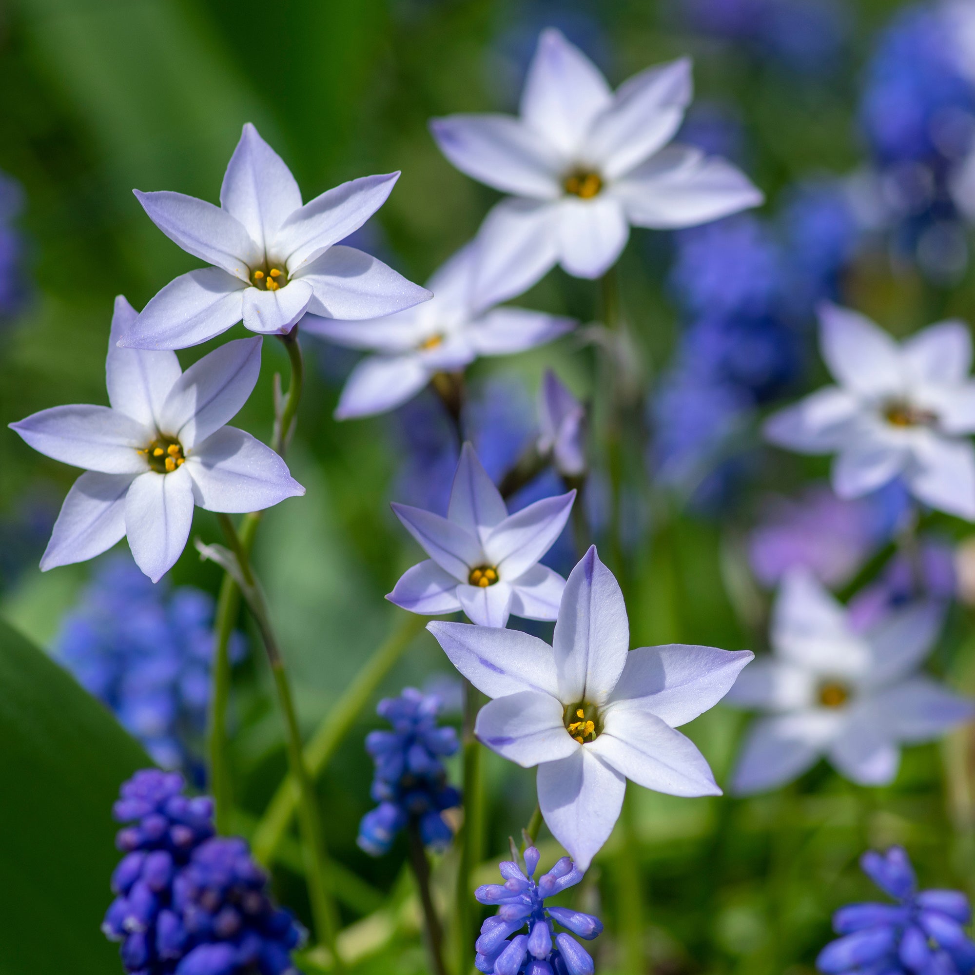Bakker Wisley Blue étoile printemps sachet 15 bulbes