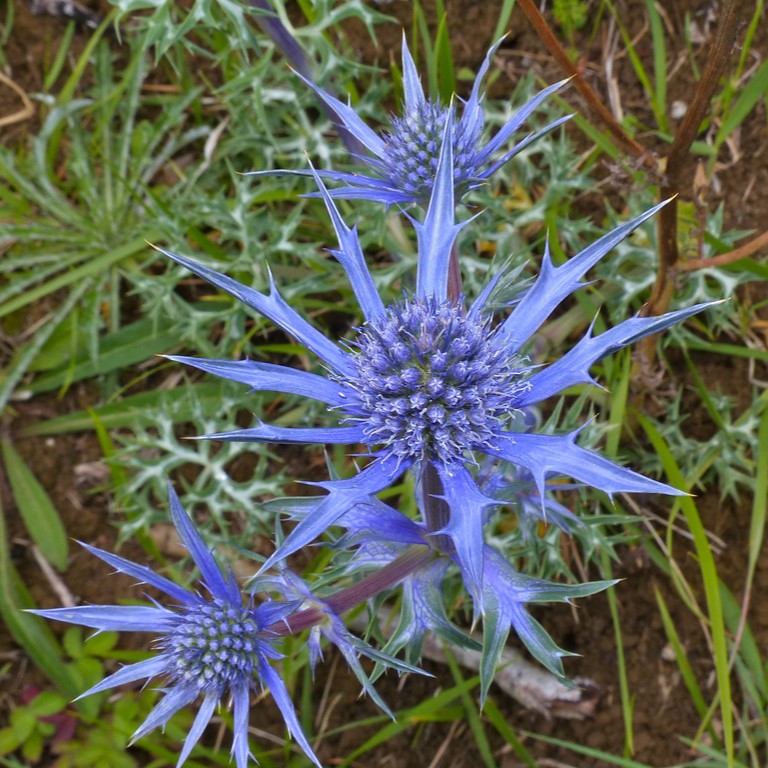 Eryngium planum panicaut bleu azur pot 1 litre vivace