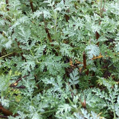 Bakker Courson armoise citronnelle vivace pot 9cm parfumée