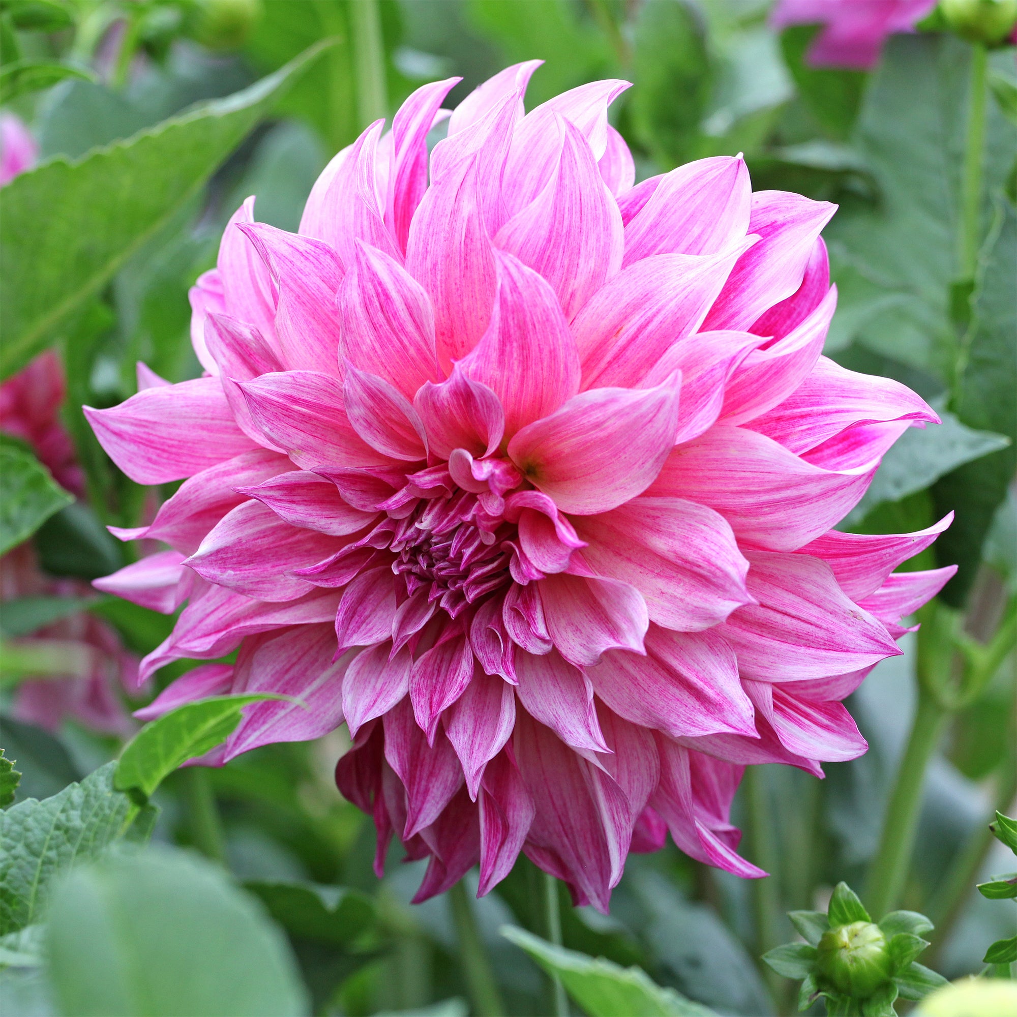 Bakker Dahlia Café au Lait Rose bulbe géant fleur 20cm