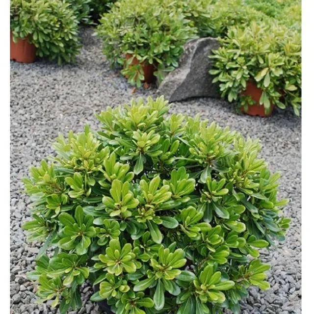 Bakker Pittosporum tobira Nana arbuste pot 2L boule persistante