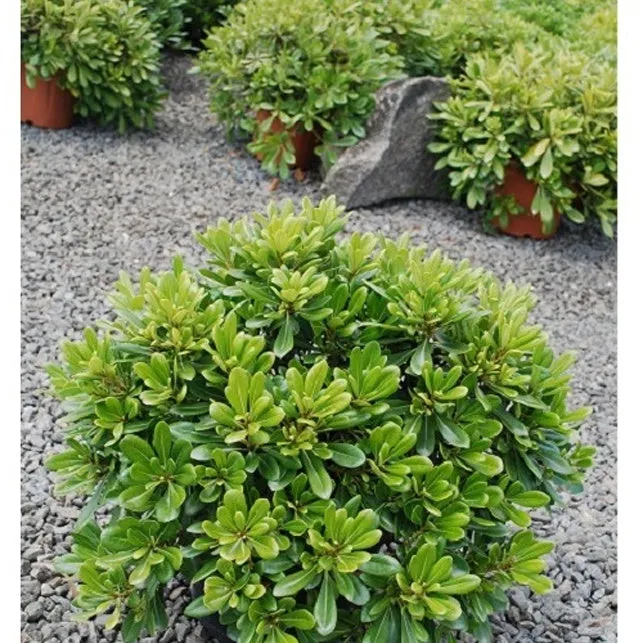 Bakker Pittosporum tobira Nana arbuste pot 2L boule persistante