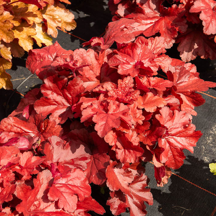 Bakker Heuchère Forever Red Heuchera vivace pot Ø9cm rouge