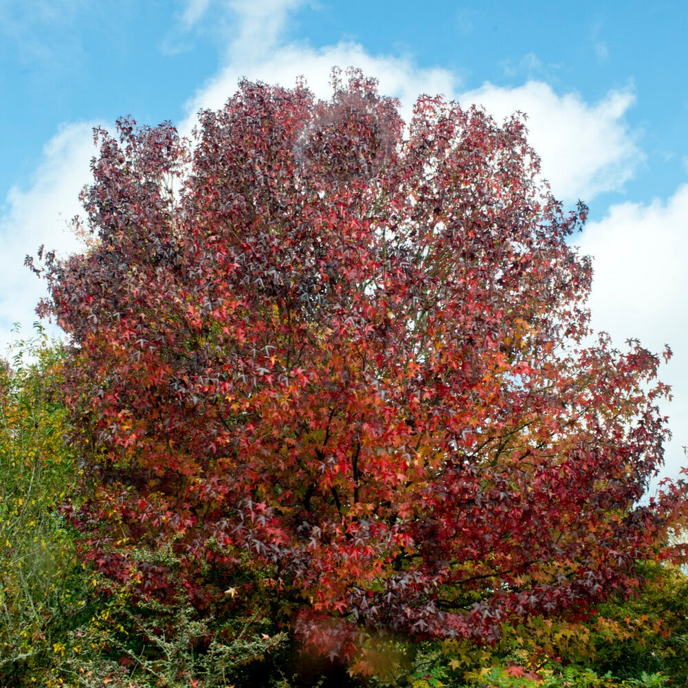 Bakker Copalme Amérique Liquidambar arbre pot 2L 60-70cm rouge