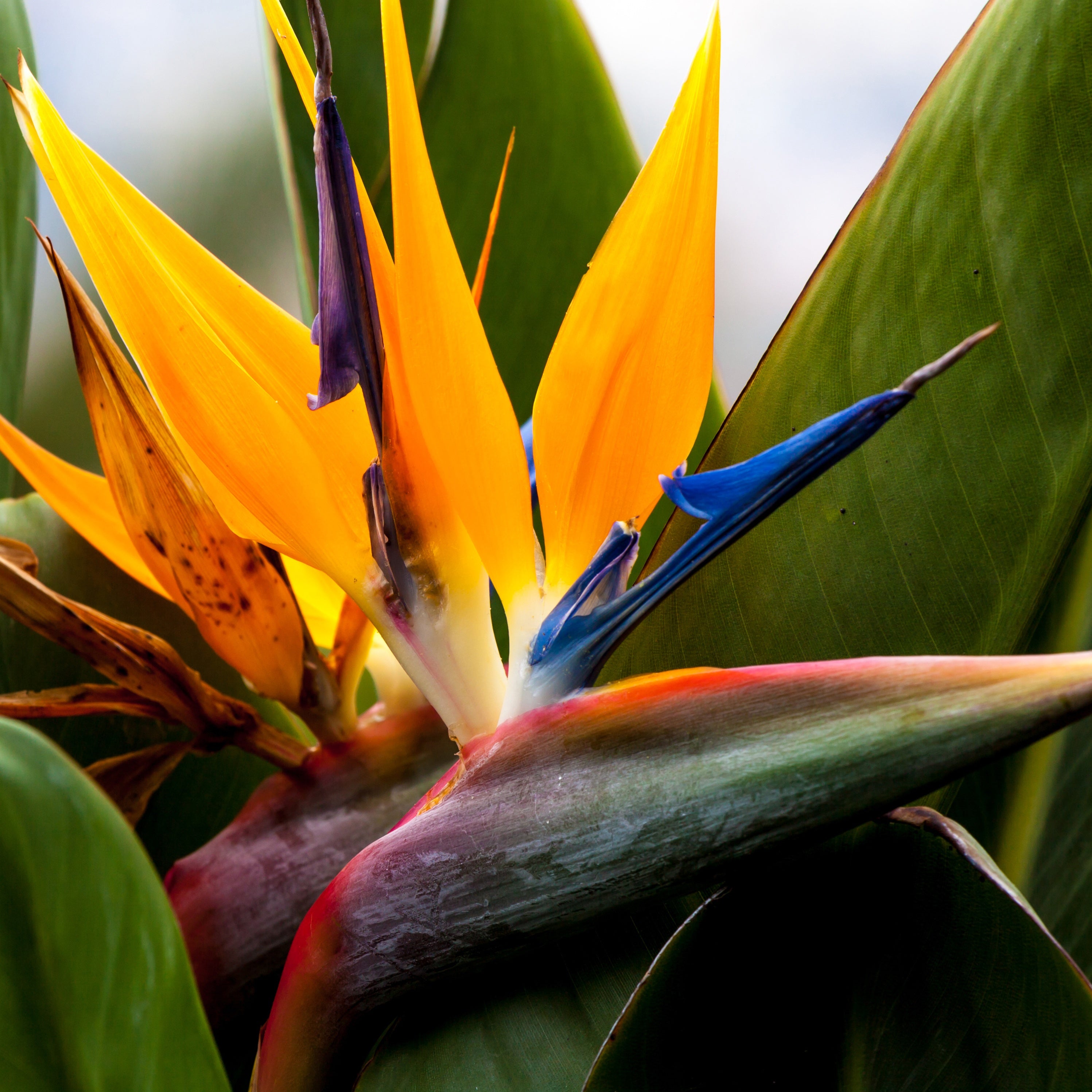 Bakker Strelitzia reginae humilis oiseau paradis pot 13 cm 35 cm