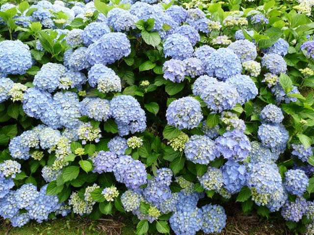 Les Hortensias du Haut Bois Europa hortensia boule bleue godet