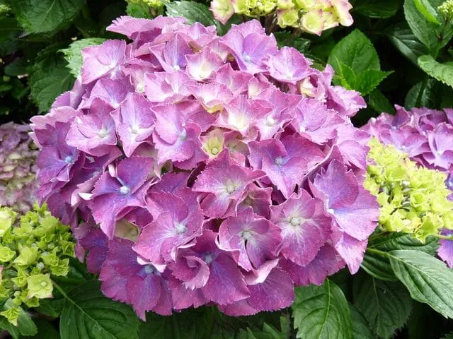 Les Hortensias du Haut Bois Président Touchard hortensia boule