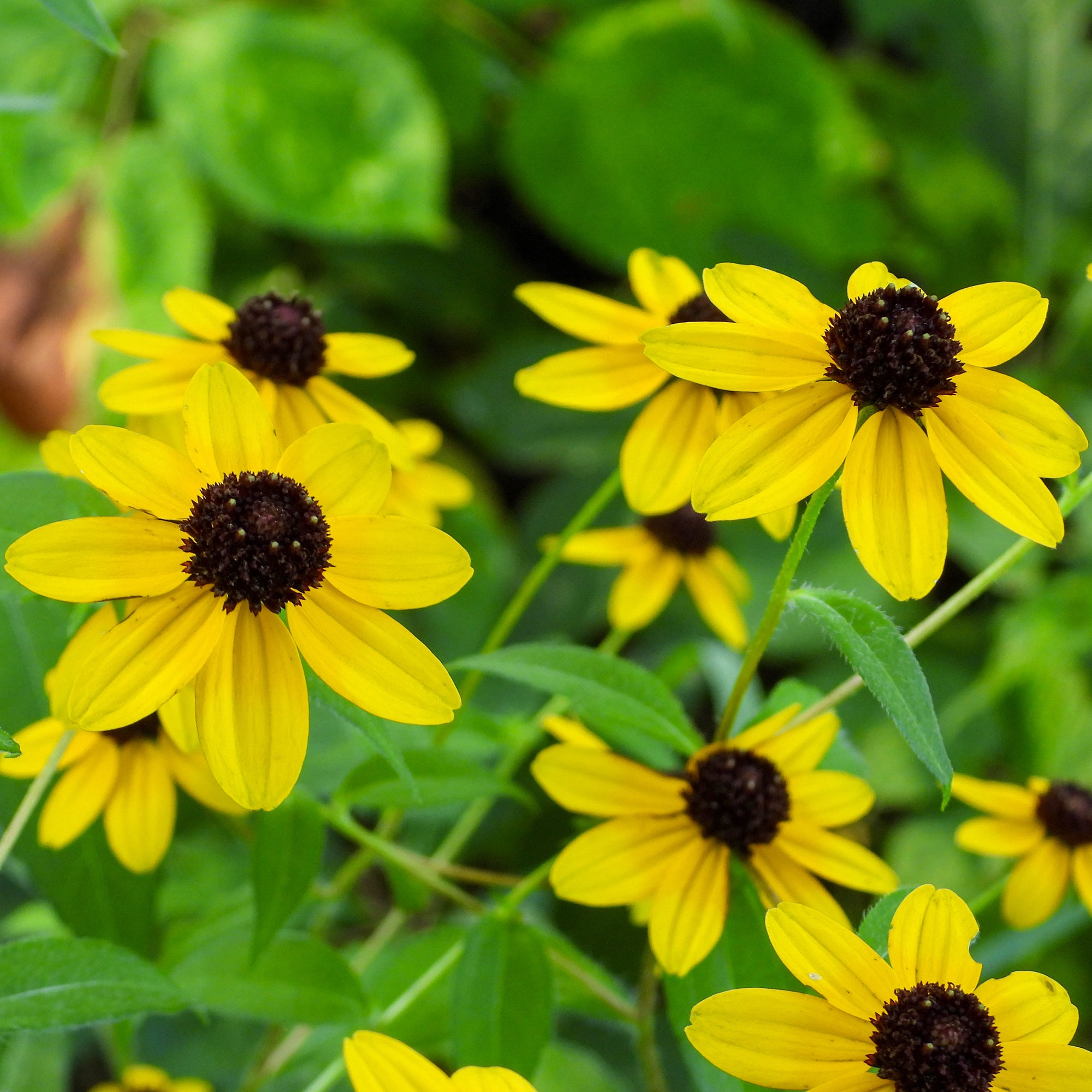 Bakker Rudbeckia trilobée vivace pot 8cm fleurs jaunes
