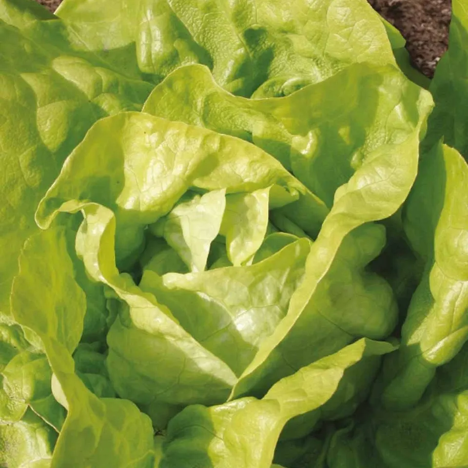 Bakker Laitue Twellose Gele sachet bio pommée tendre
