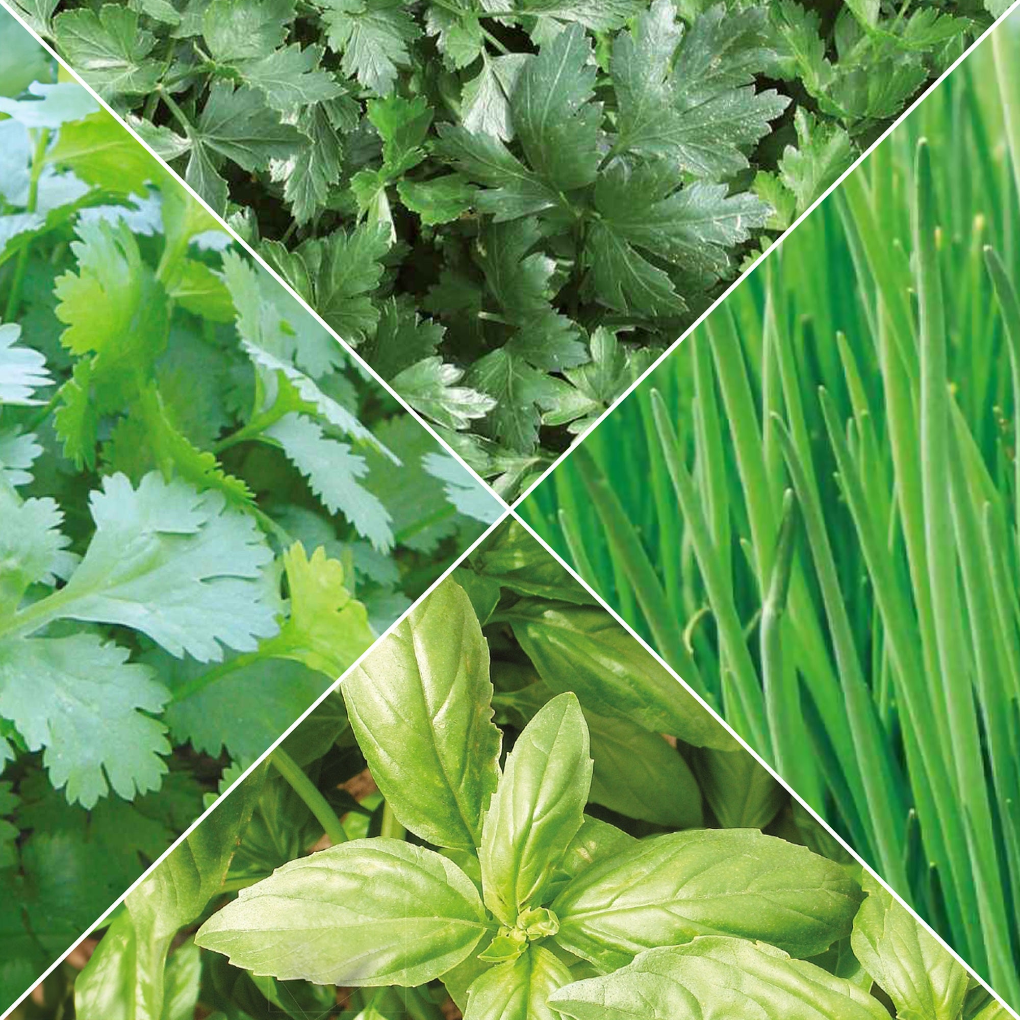 Bakker Collection d'aromatiques Bio graines 4 sachets basilic persil