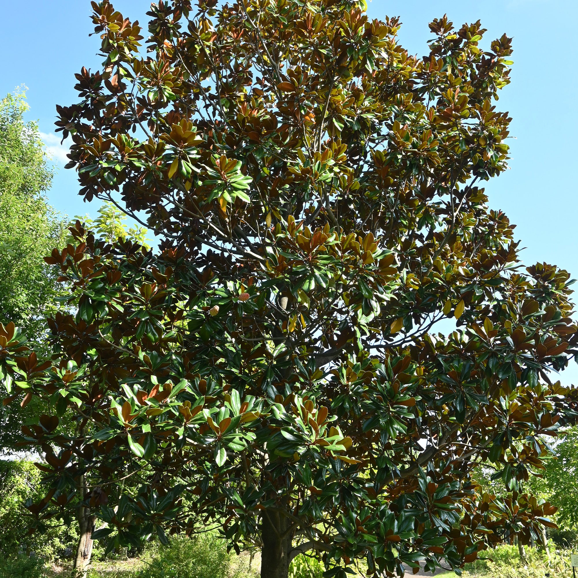 Bakker Magnolia grandes fleurs arbre pot Ø9cm persistant