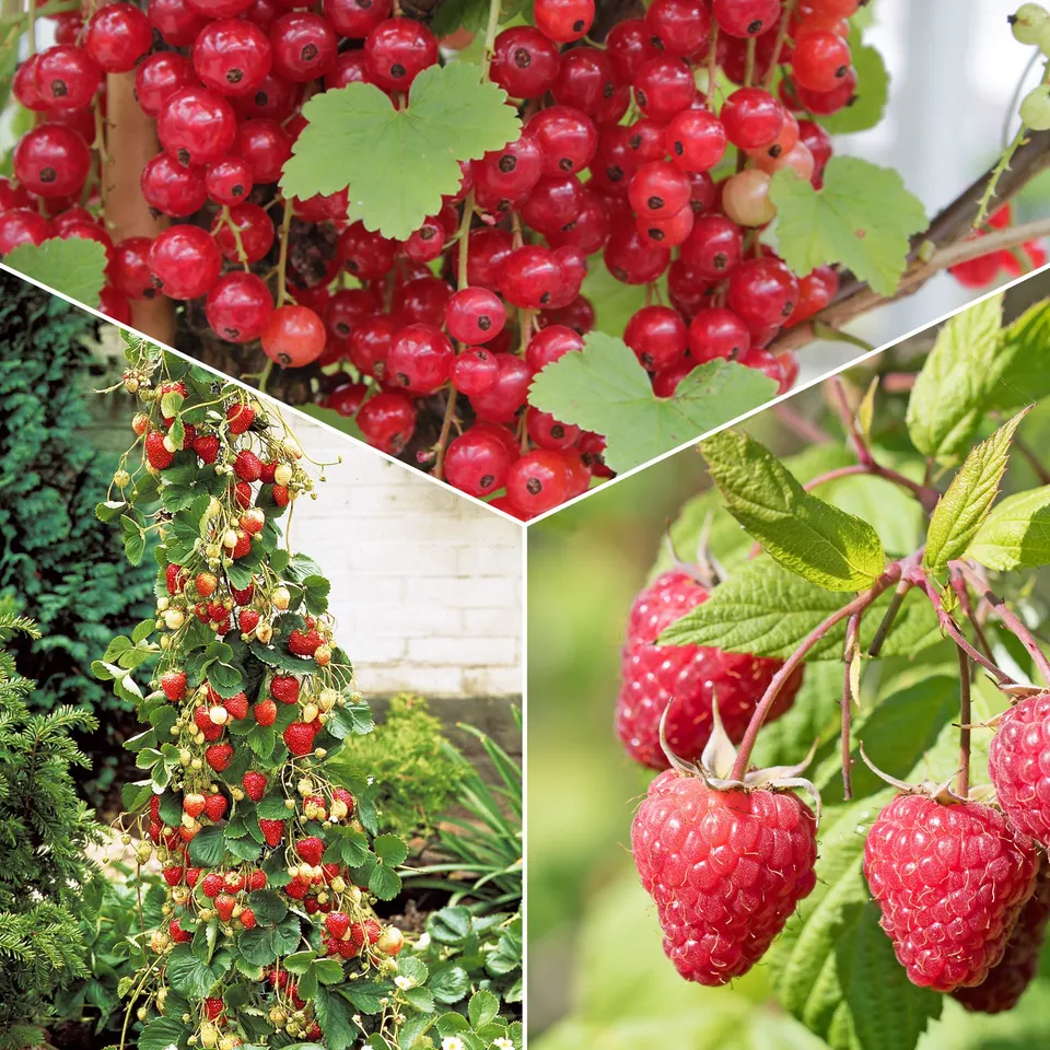 Bakker Collection 9 Fruitiers fruits rouges racines nues soleil