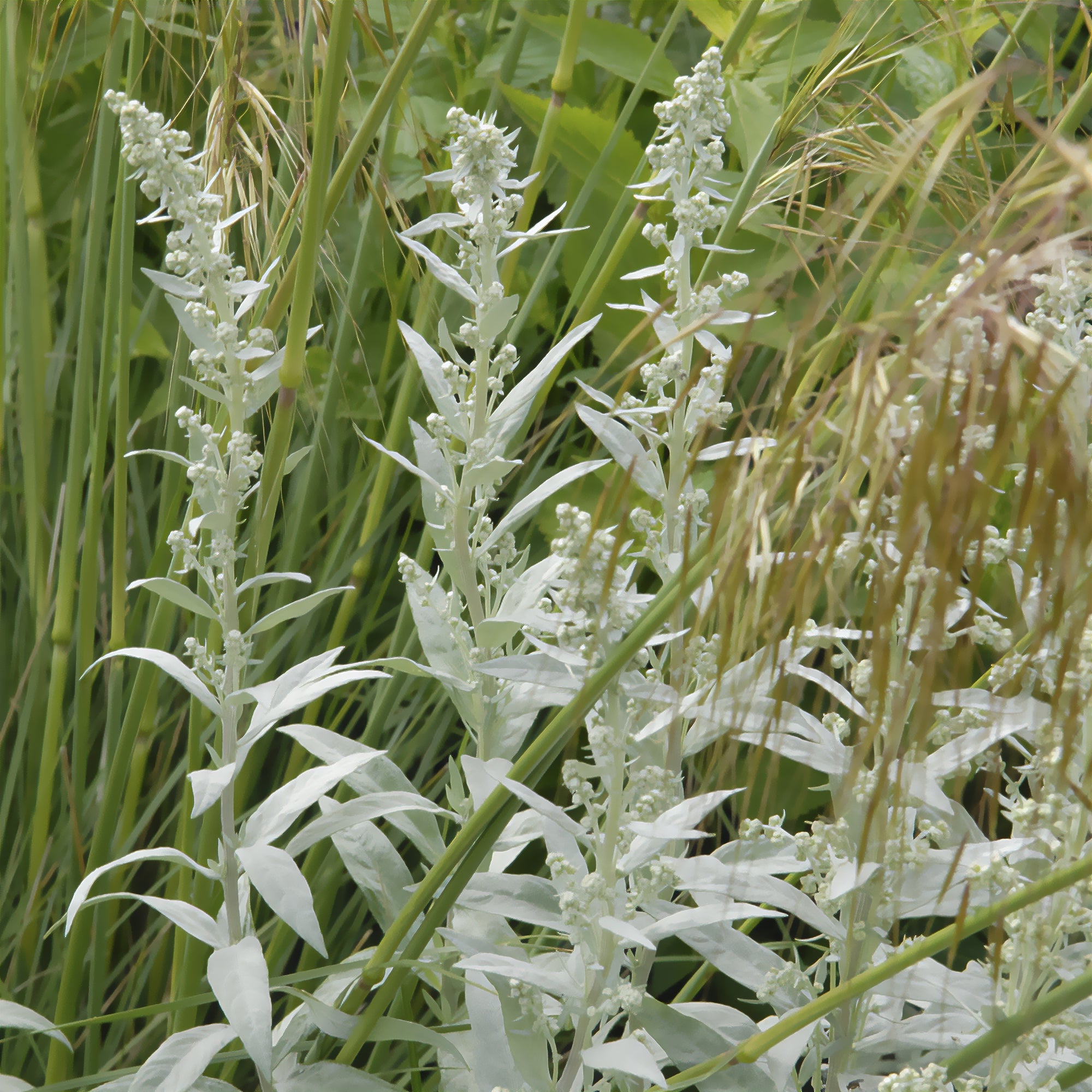 Bakker Plantes vivaces Armoise Silver Queen plante godet Ø9cm