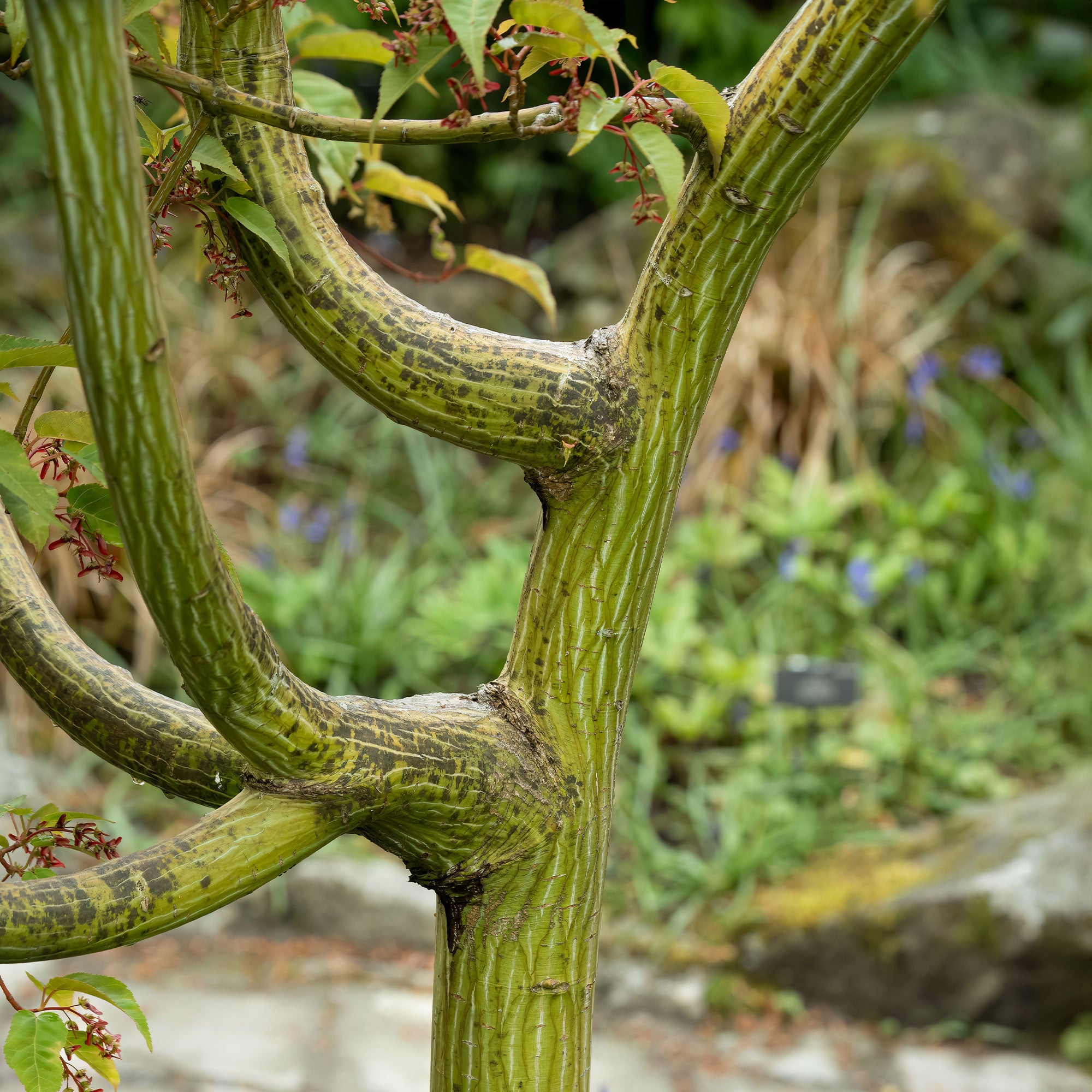 Bakker Érable du père David arbre pot 60-70cm