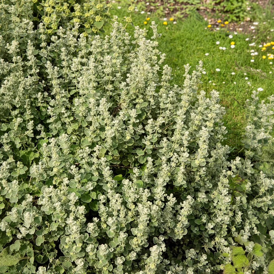 Bakker Vivaces Ballote pseudodictamnus pot 9cm argenté