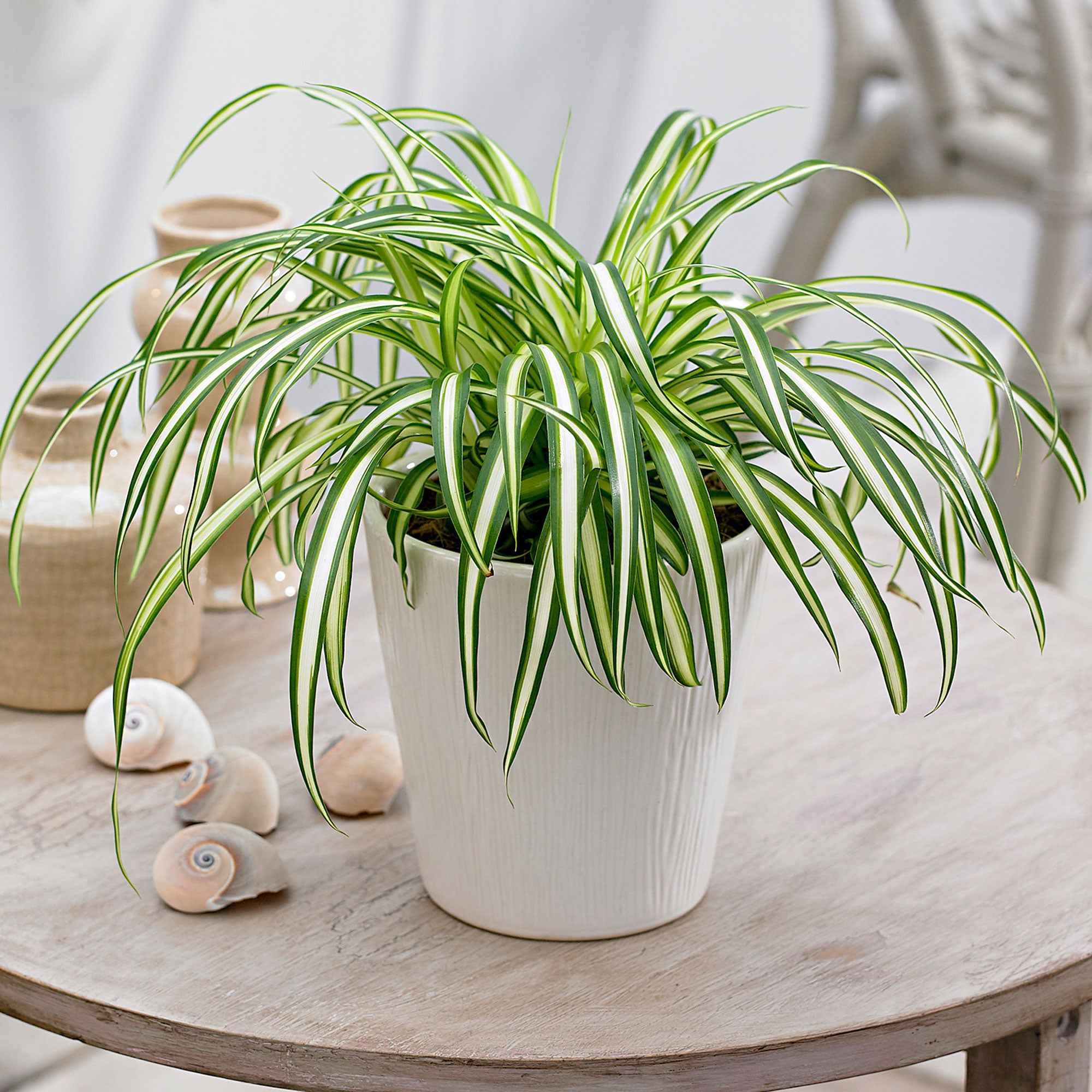 Bakker Chlorophytum Atlantic pot Ø 12cm plante araignée