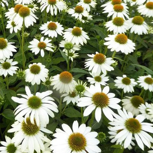 Bakker Echinacée Pow Wow White vivace pot 9cm fleur blanche