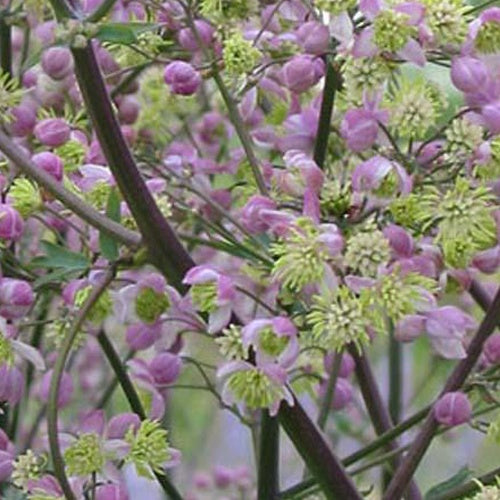 Bakker Pigamon Elin plante vivace pot Ø 9cm fleurs violettes