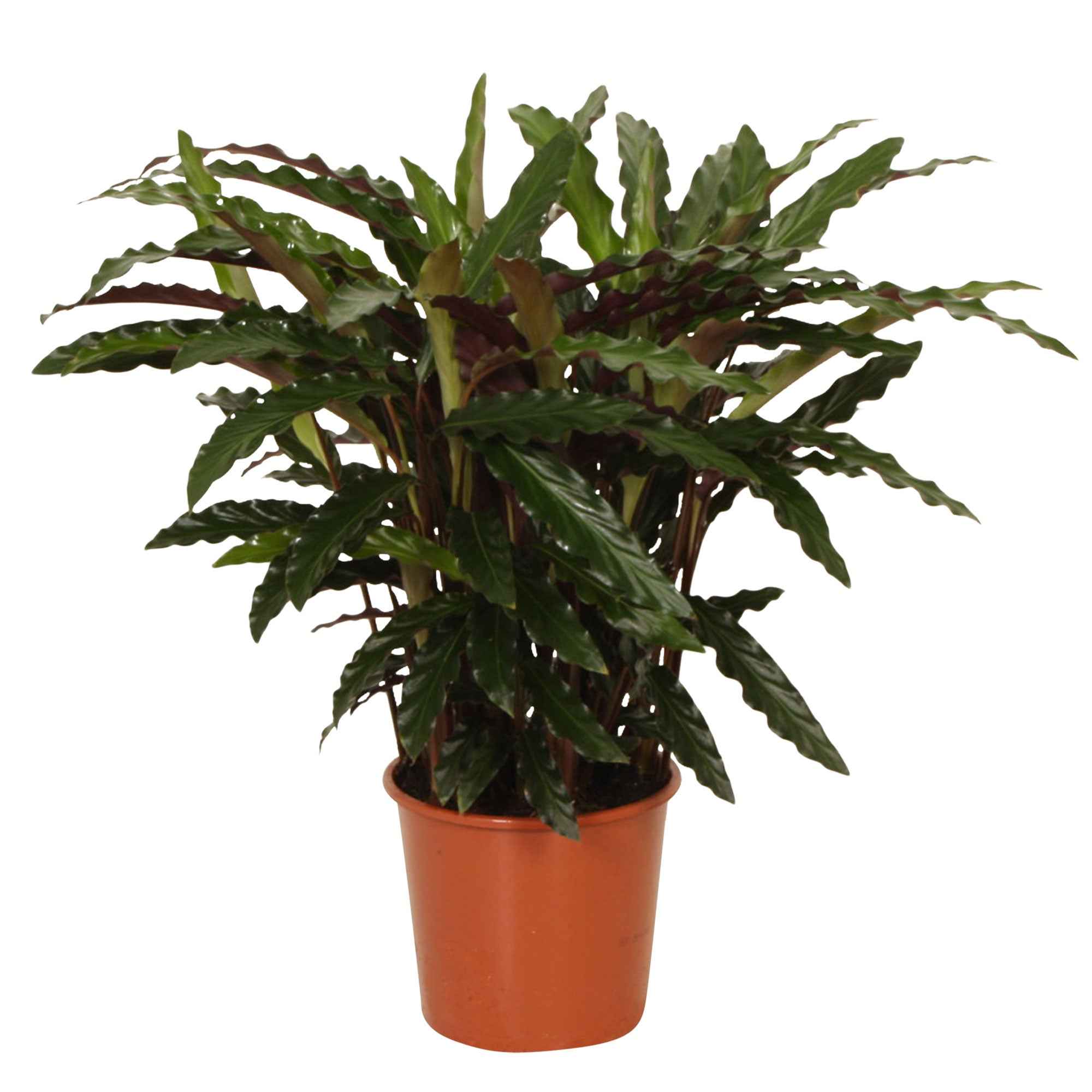 Bakker Elger Grass calathea plante verte pot 17cm