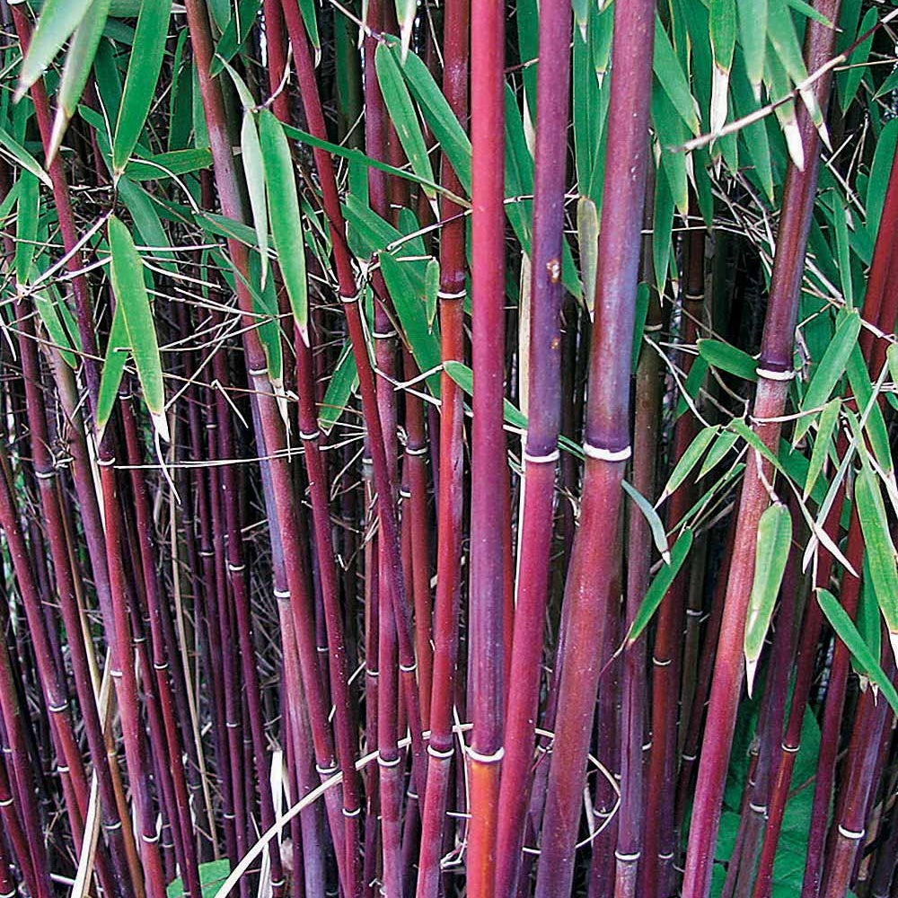 Bakker 3 Bambous vert jaune rouge pots 40-50cm haie