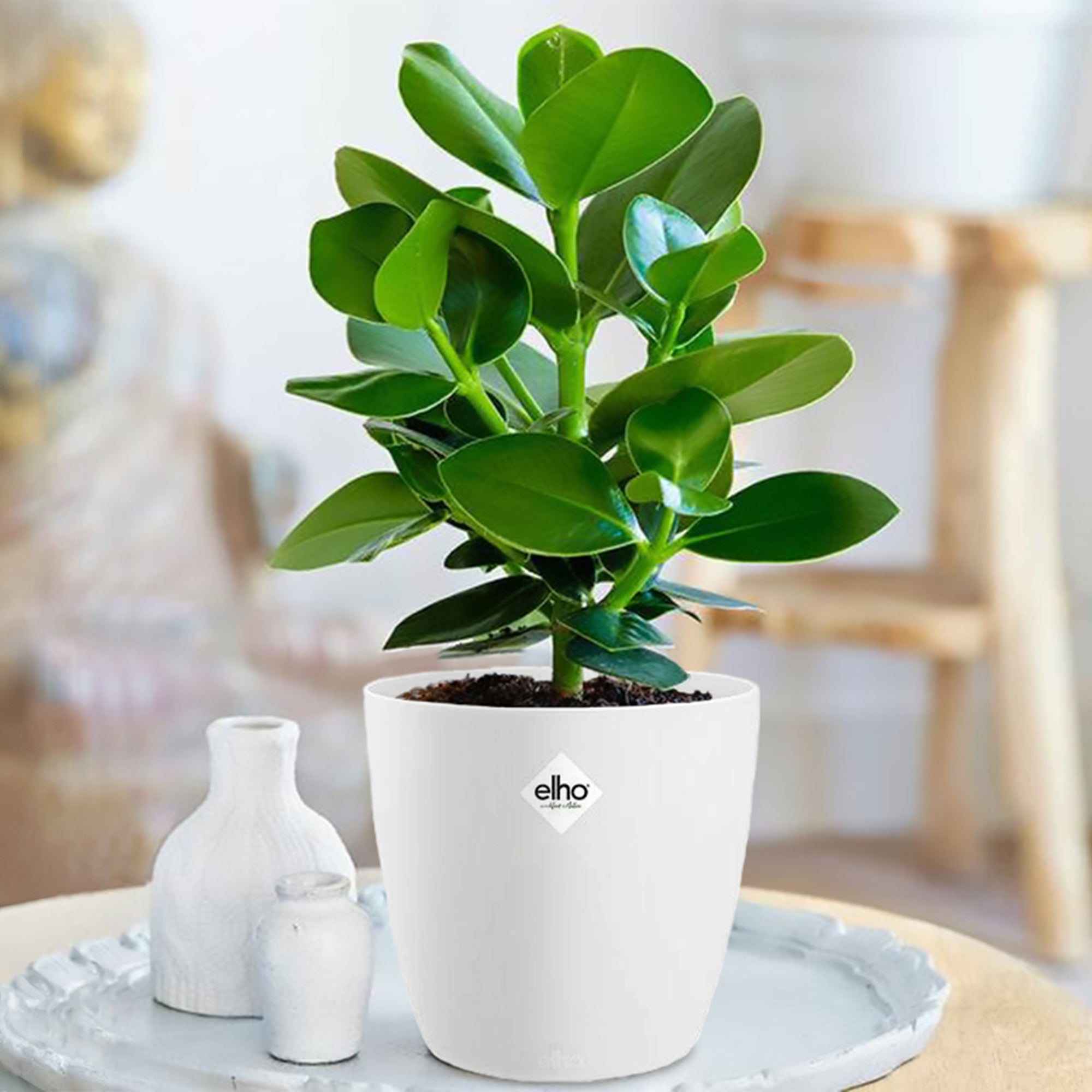 Bakker Clusia Princess plante verte + cache-pot blanc lot 2 pots