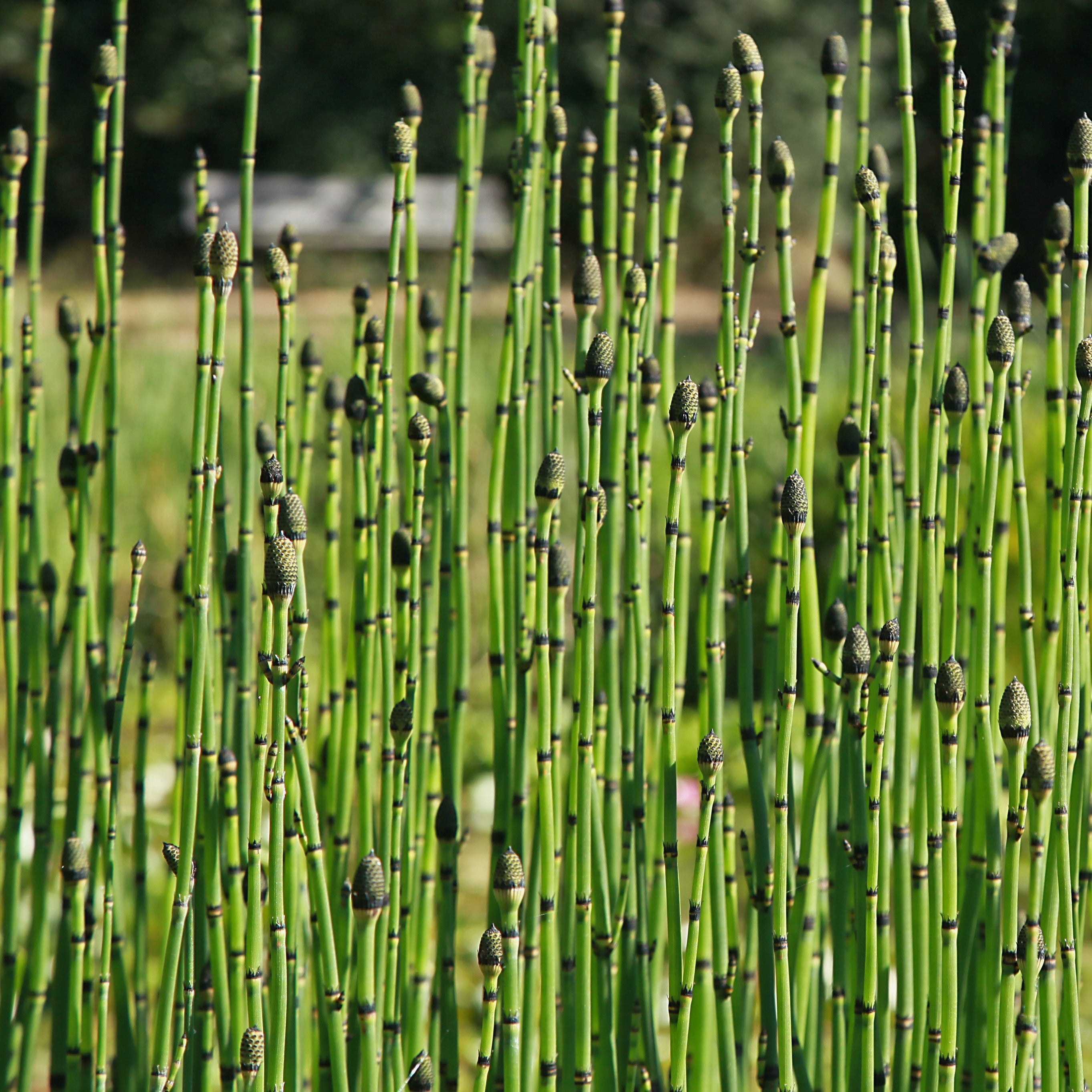 Bakker Prêle japonaise plante de bassin pot Ø 9cm berge