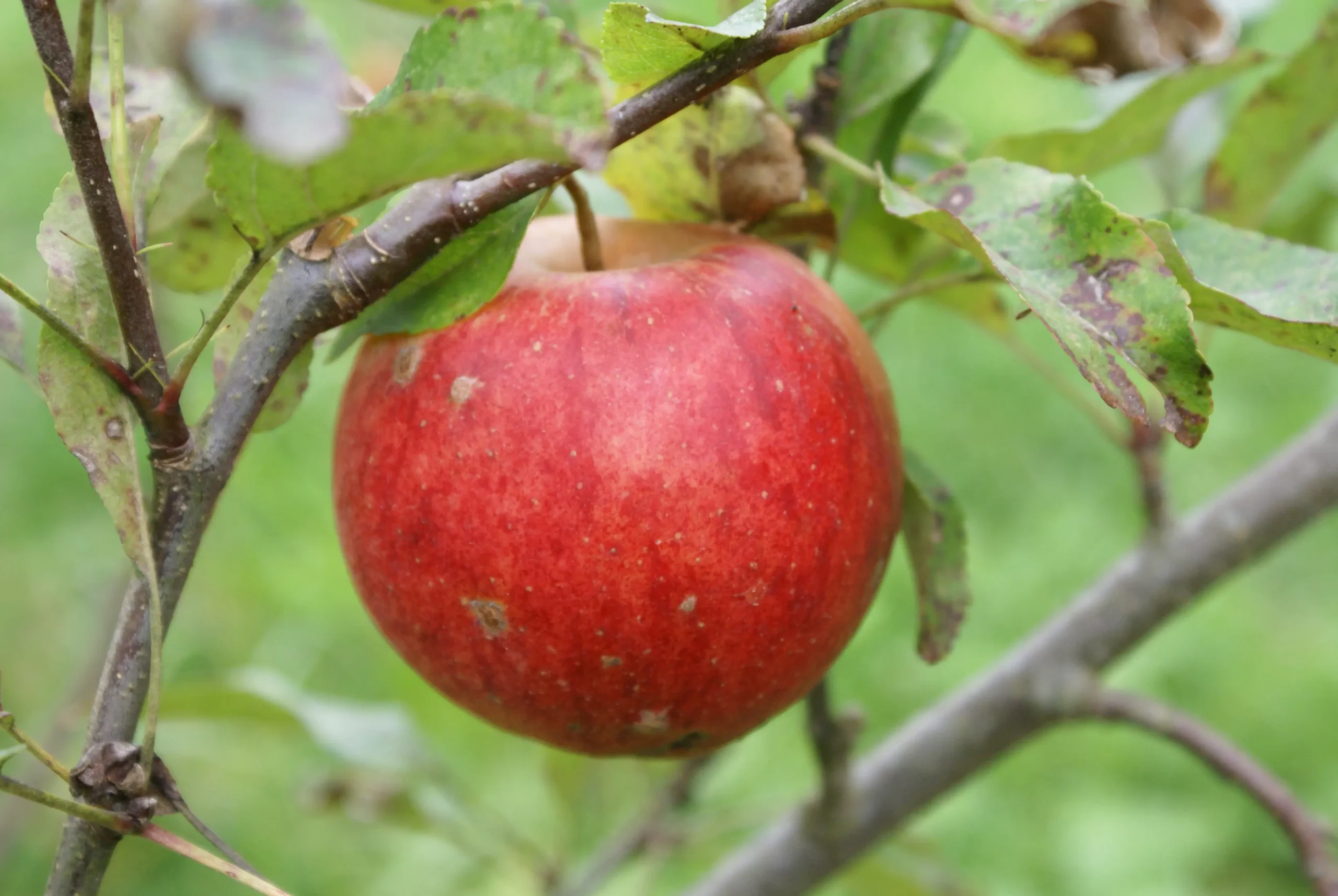 Michel Adam Elstar pommier pomme croquante sucrée-acidulée