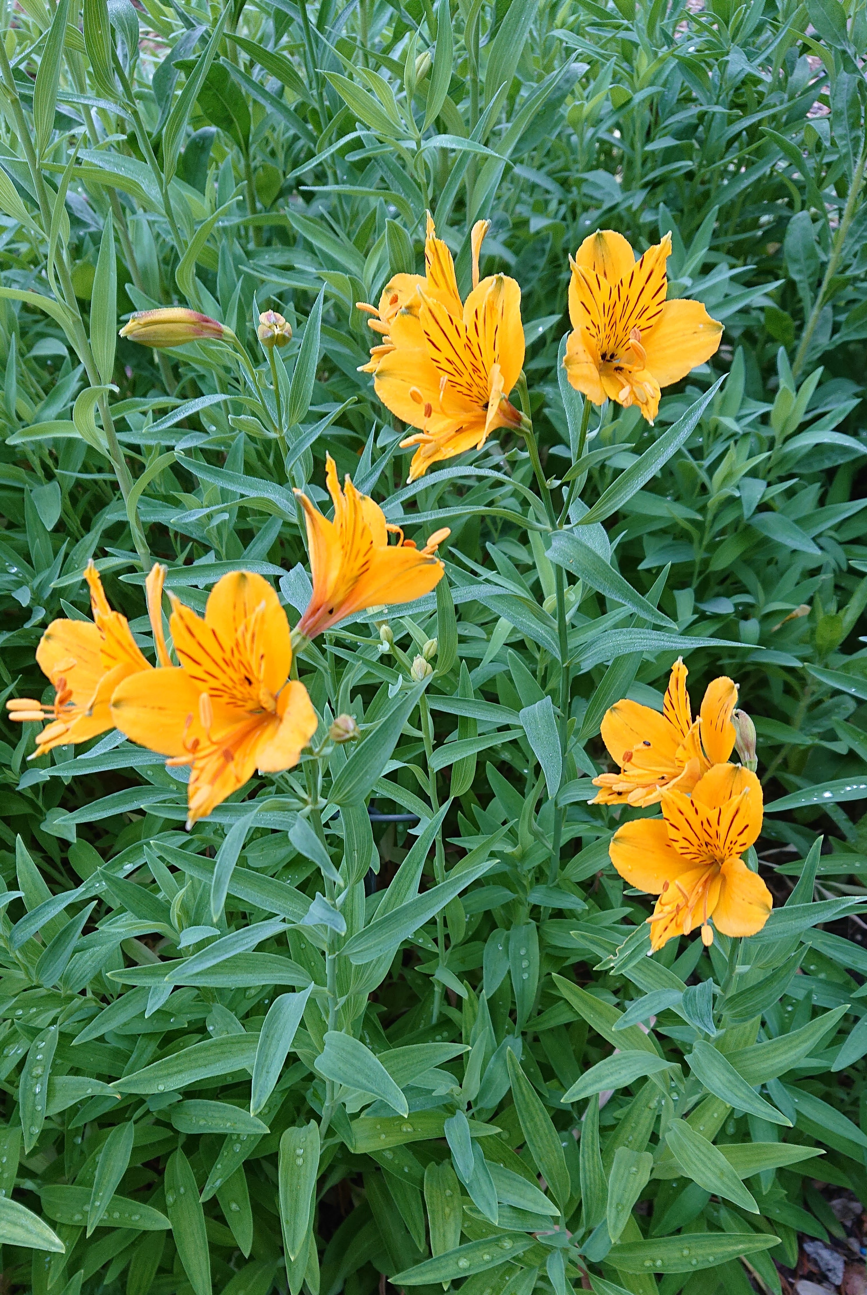 Passion Vivaces Alstroemeria aurantiaca lys des Incas jaune orangé rustique