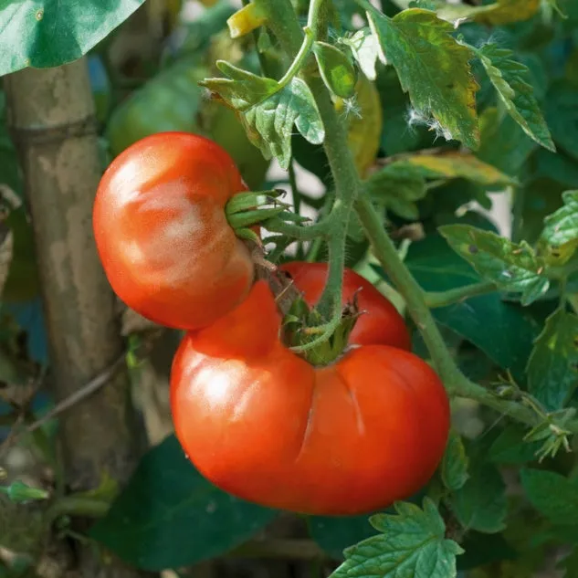 Bakker Tomate Marmande plant potager 3 plants