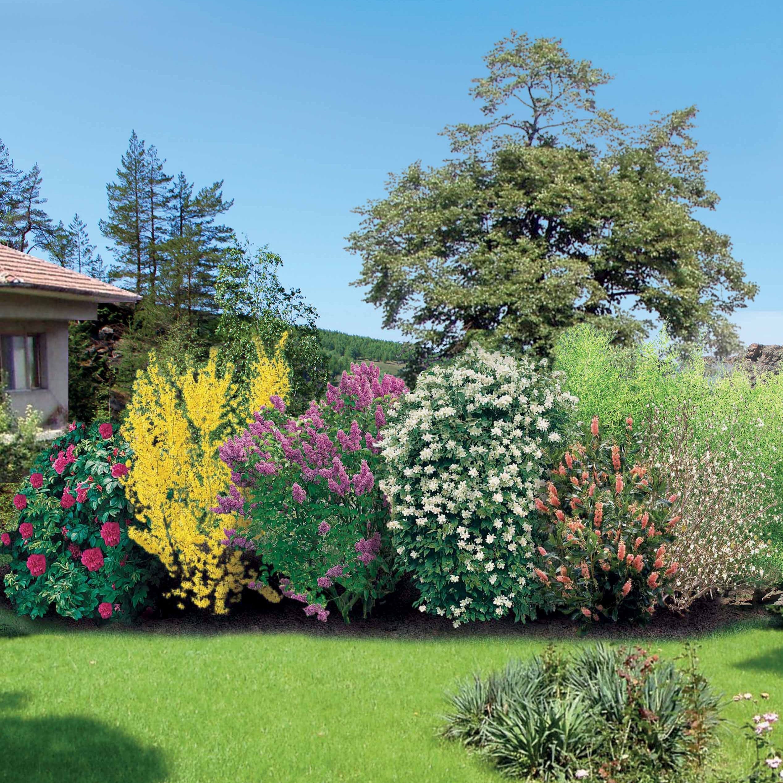 Bakker Haie Fleurie Parfumée 12 arbustes 15-20cm floraison 8 mois