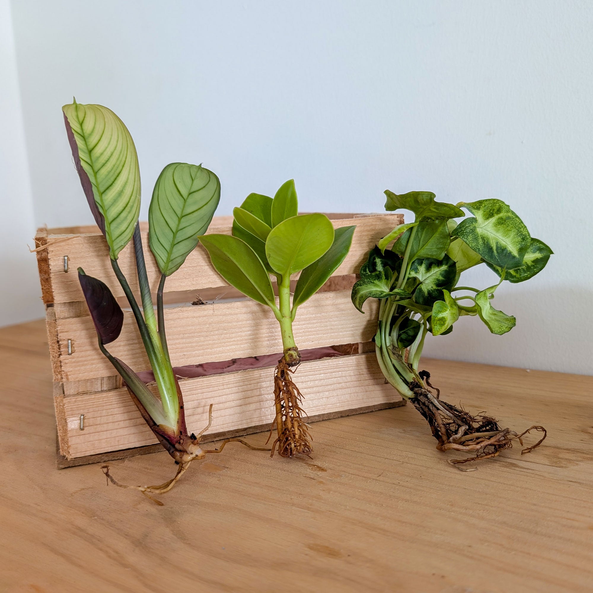 Bakker Trio Syngonium Pixie plante d'intérieur 3 racines nues