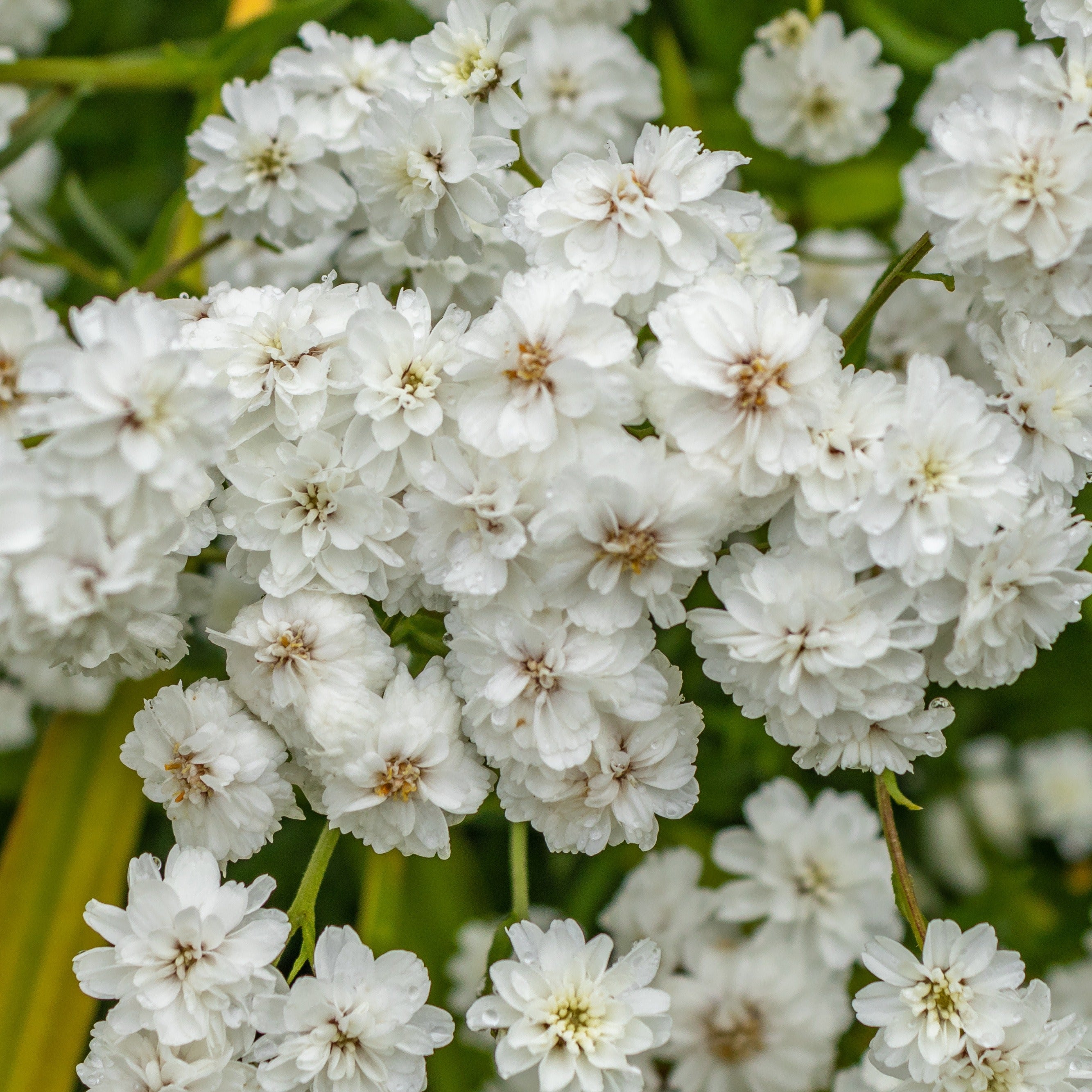 Bakker Achillée Diadem plante vivace 3 racines nues fleurs blanches