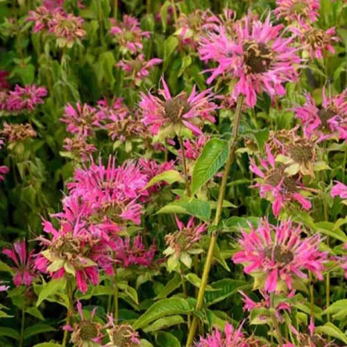 Bakker Monarde Marshall's Delight vivace pot 9cm rose