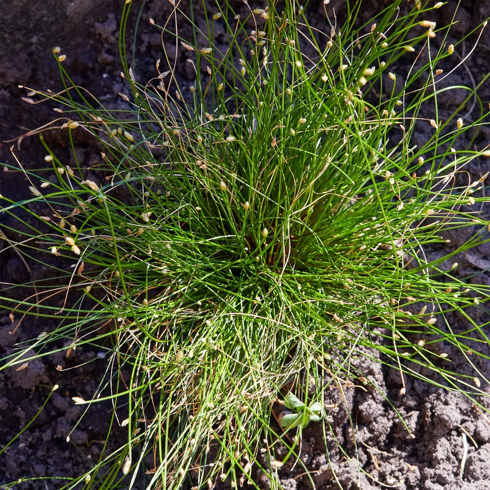 Bakker Scirpe infléchi Herbe fibre optique plante bassin pot 9cm
