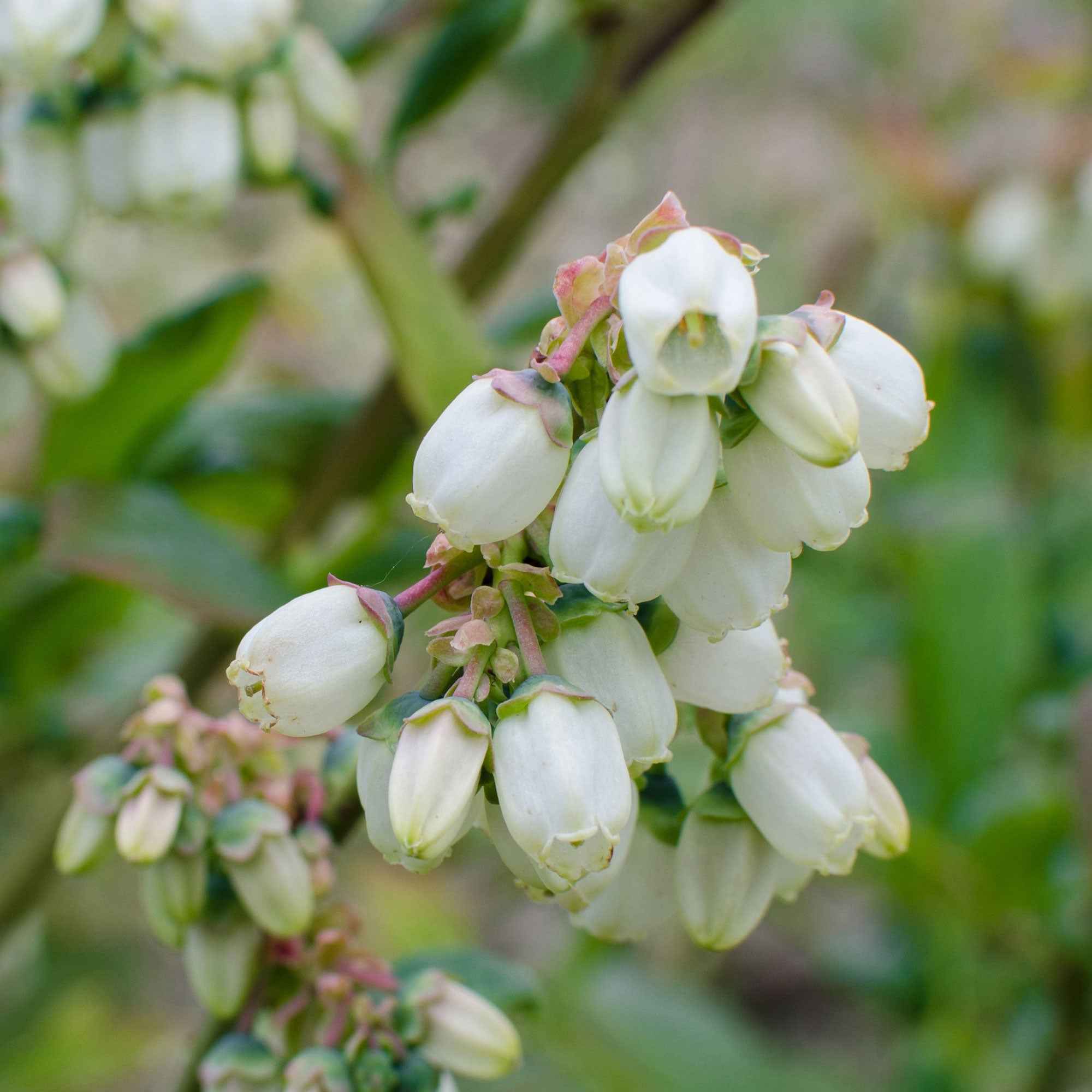 Bakker Myrtillier Brigitta Blue Vaccinium fruitier pot 13cm