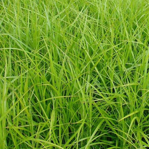 Bakker Laîche Amérique Carex pot 8cm ombre humide