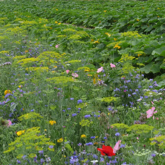 Bakker Fleurs utiles au potager graines mélange 25g mellifère
