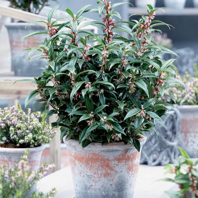 Bakker Winter Gem sarcococca arbuste pot ombre parfumé