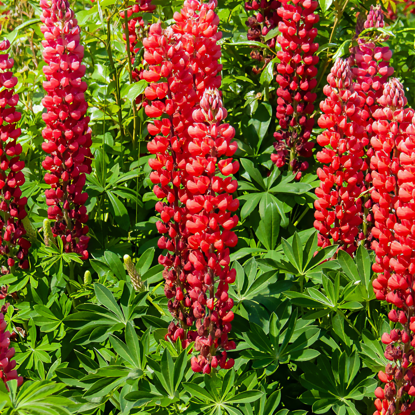 Bakker Plantes vivaces Lupin My Castle plante godet Ø9cm rouge