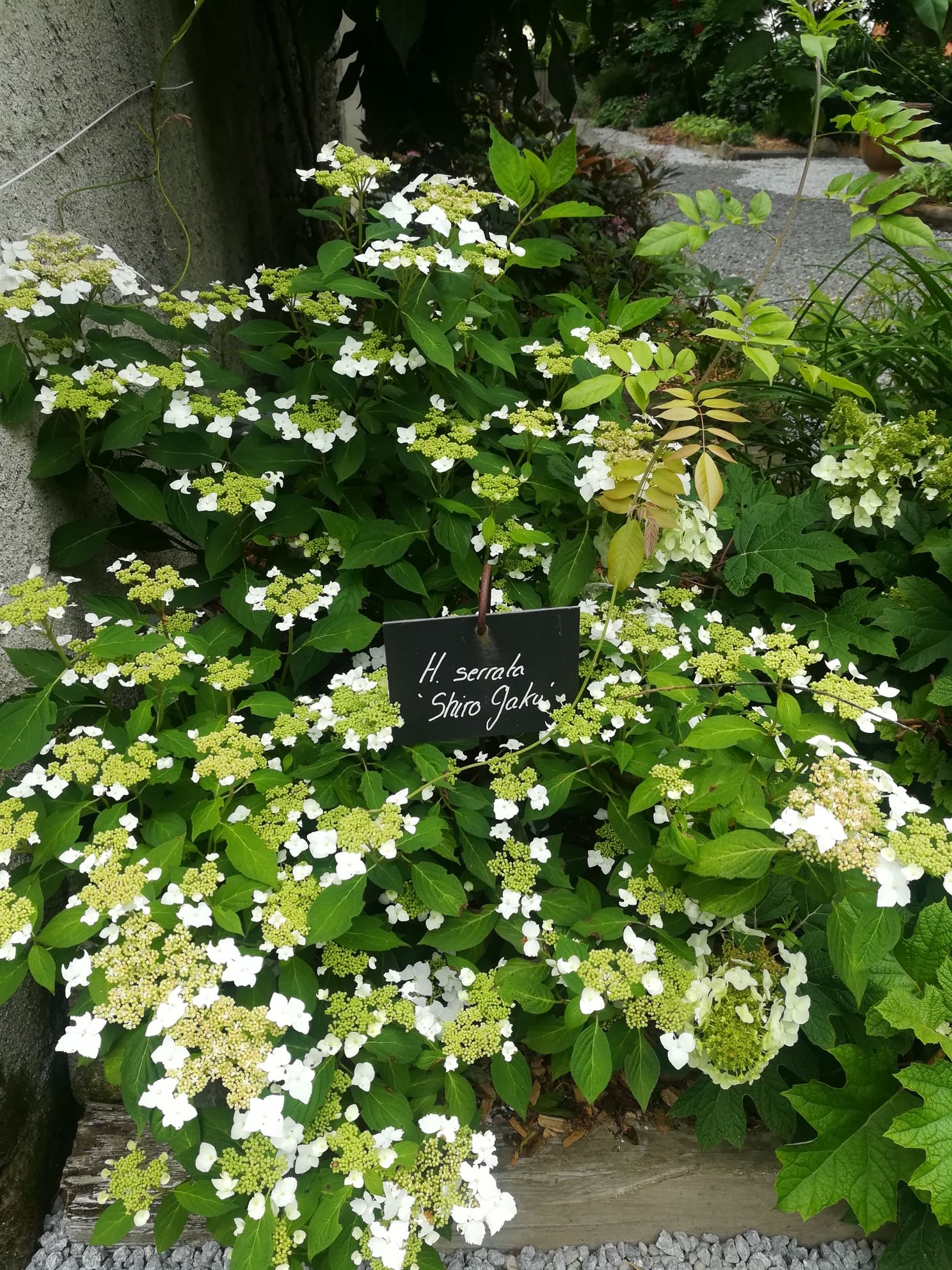 Hydrangea serrata Shiro Gaku hortensia fleurs plates blanc