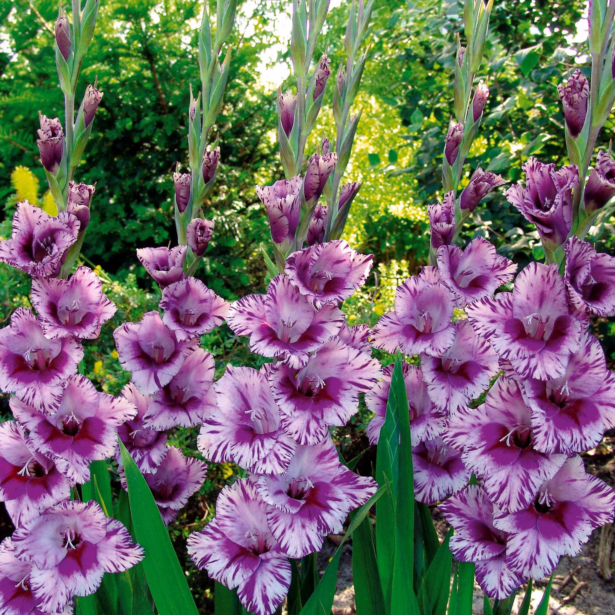 Bakker Collection 50 Glaïeuls bulbes fleurs à couper mélange