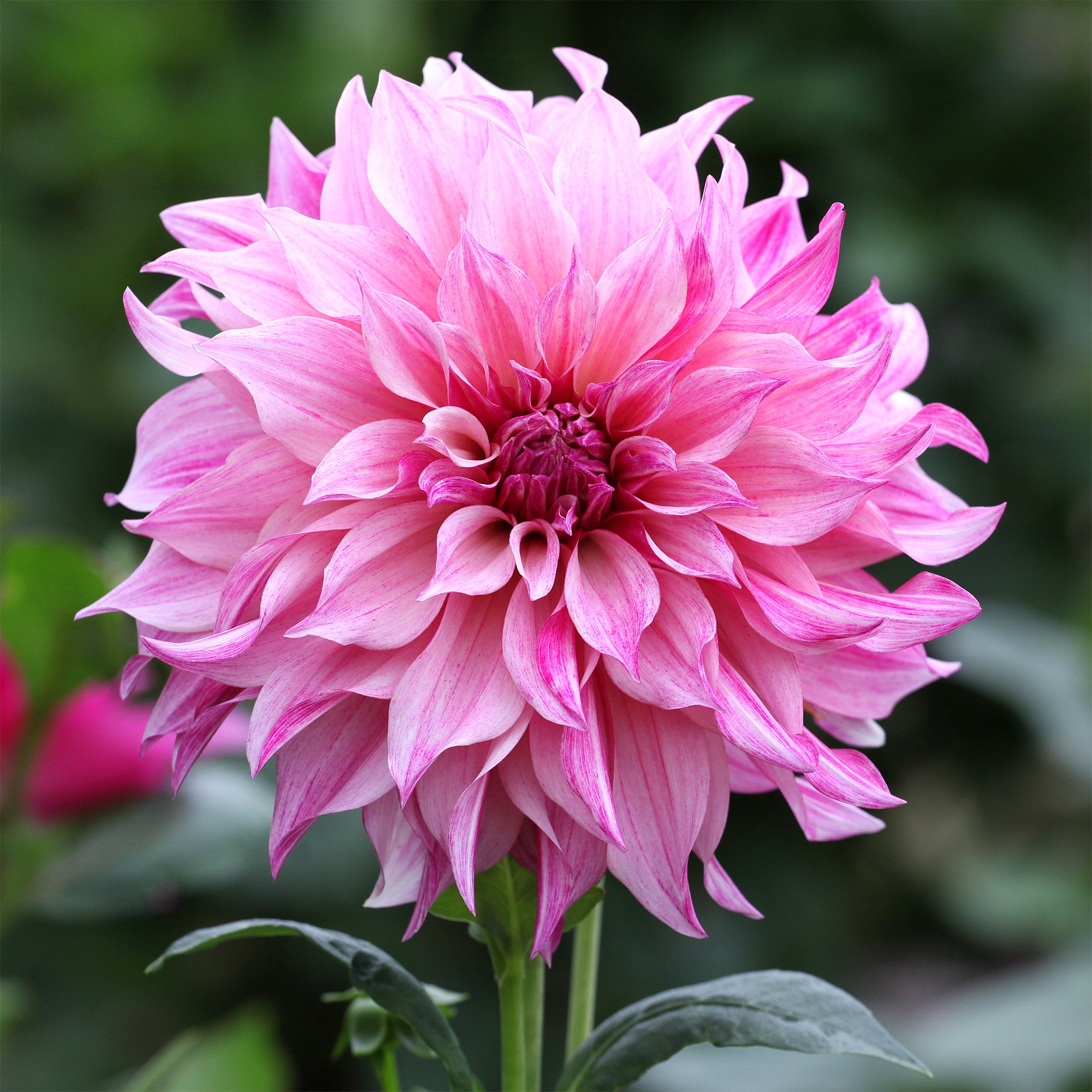 Bakker Dahlia Café au Lait Rose bulbe géant fleur 20cm