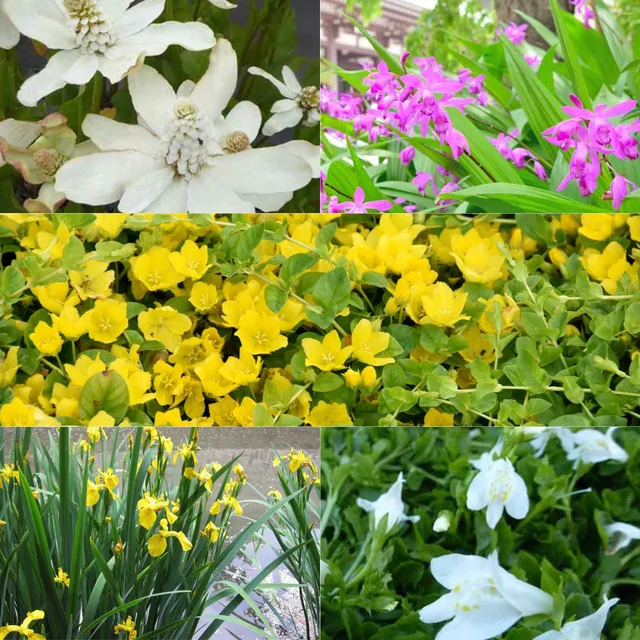 Bakker 5 Plantes bassin à fleurs mélange 5 pots Ø 9cm multicolore