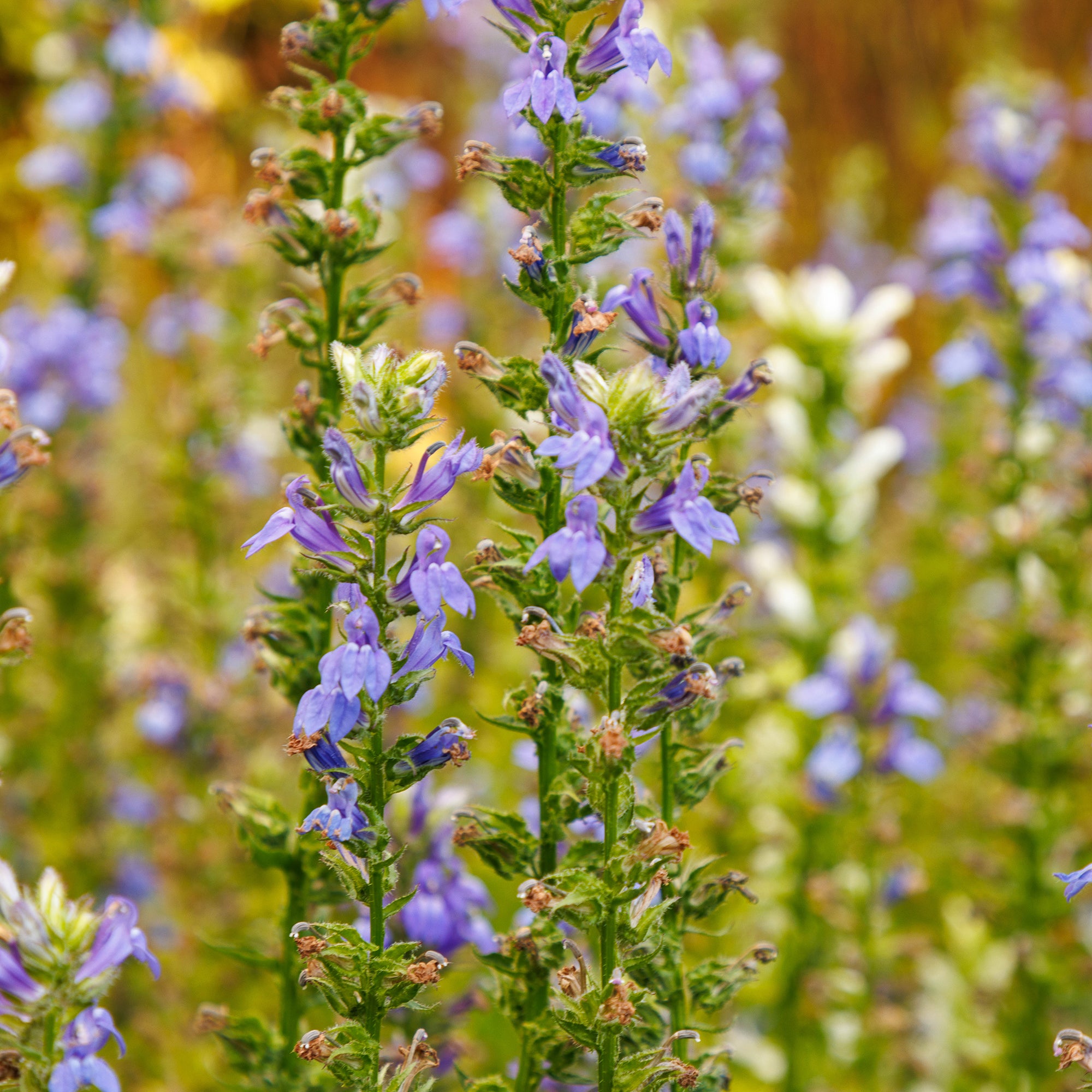 Bakker Grande Lobelia vivace pot 9cm violet humide