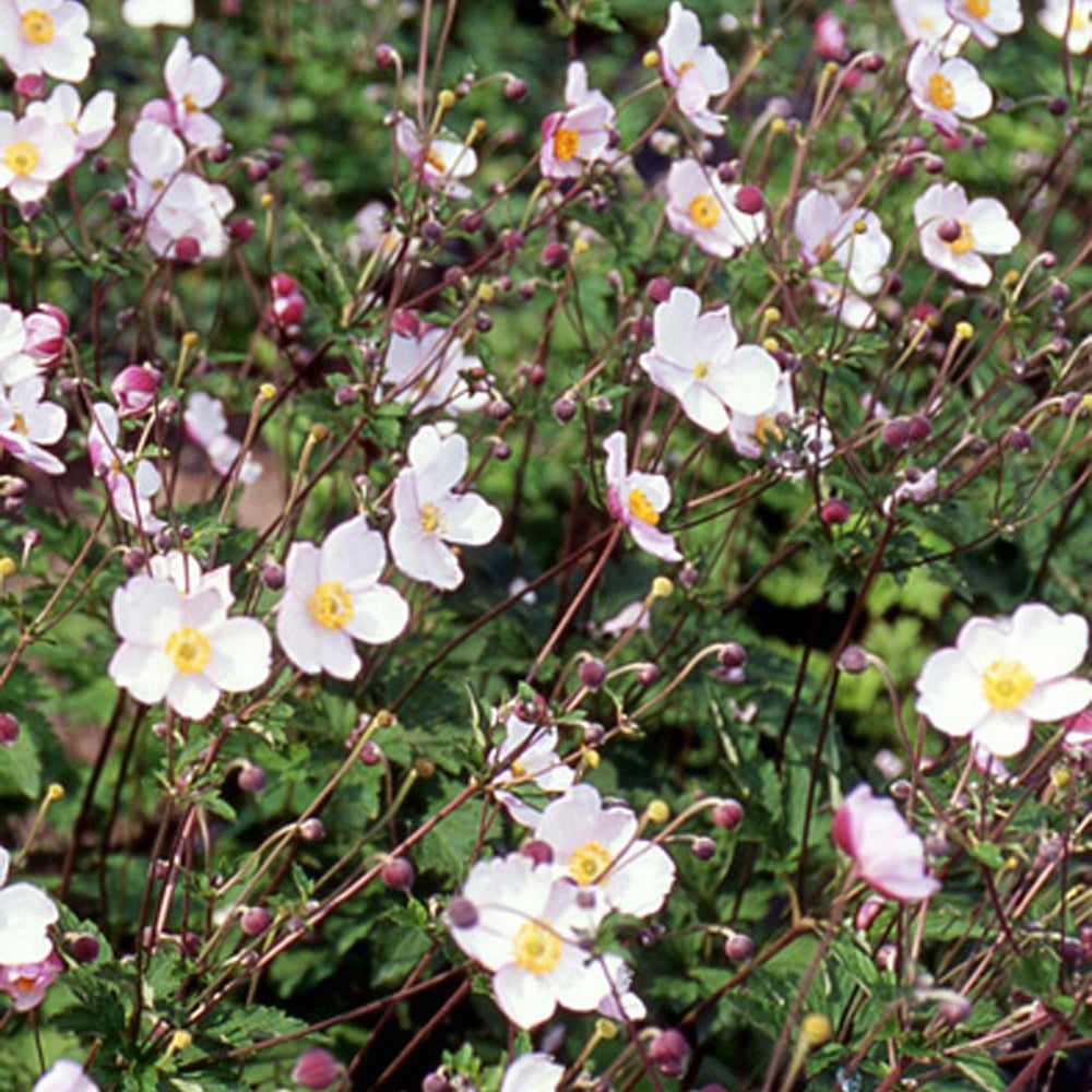 Bakker Robustissima anémone du Japon pot 8 cm blanc rosé