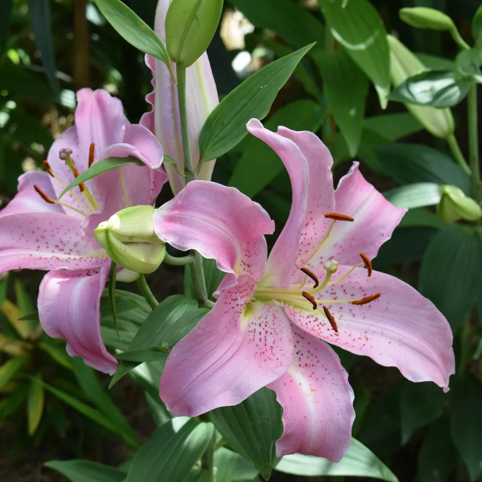 Bakker 3 Lis orientaux Josephine bulbe 12-14cm rose