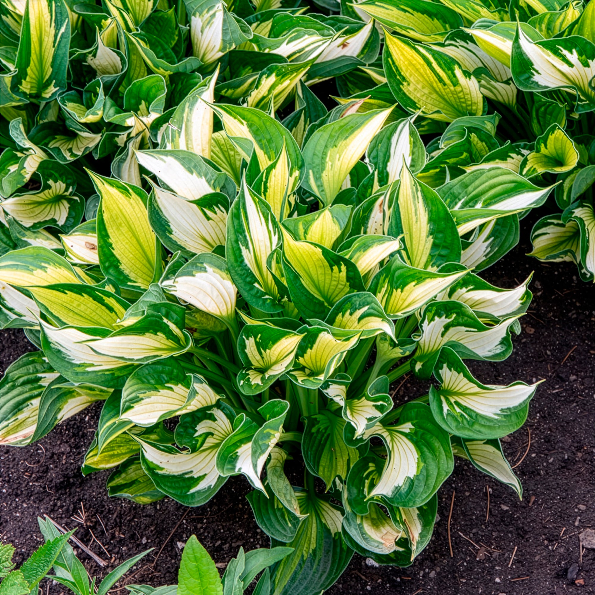 Bakker Hosta Whirlwind vivace pot Ø9cm panachée ombre