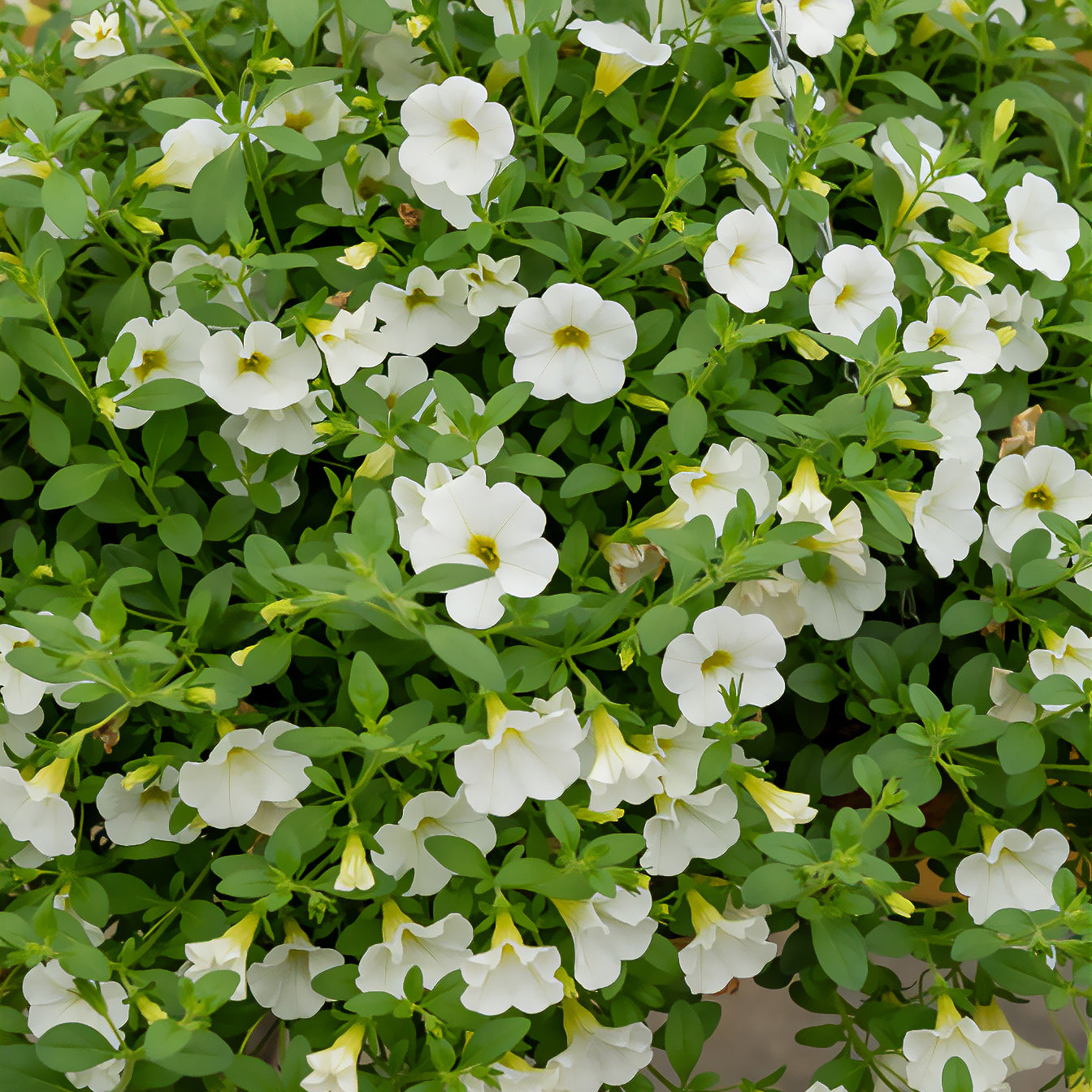 Bakker Mini-pétunia blanches fleur balcon 3 pots Ø 10,5cm