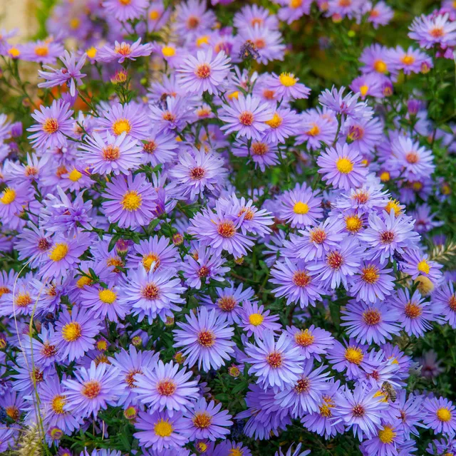 Bakker Wood's light blue Asters Wood's light blue 3 racines bleues