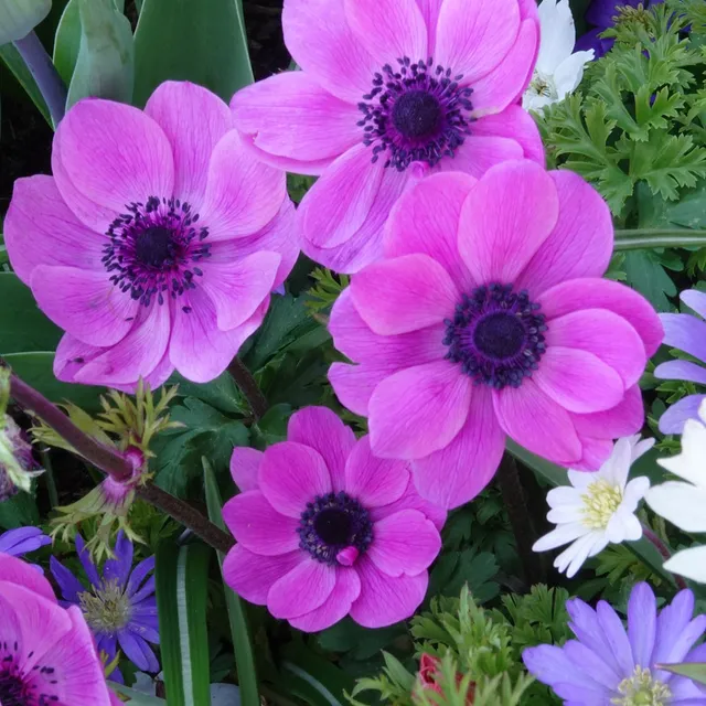 Bakker Bulbes Anémone coronaria rose sachet 20 bulbes printanière